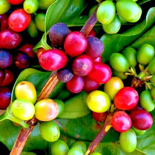 100+ Coffee seeds,Coffee fruit,coffee beans-0