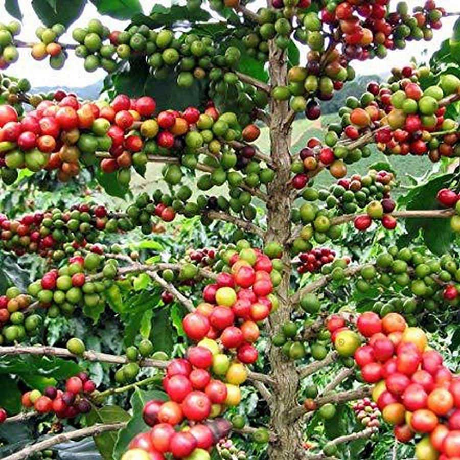 100+ Coffee seeds,Coffee fruit,coffee beans-2