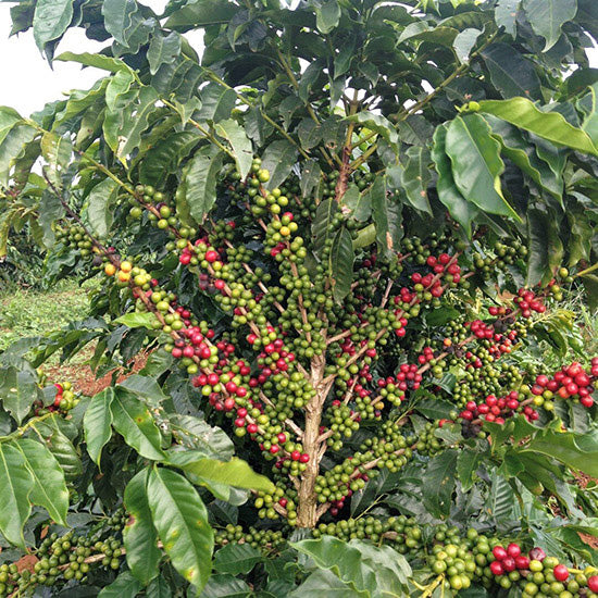 100+ Coffee seeds,Coffee fruit,coffee beans-1