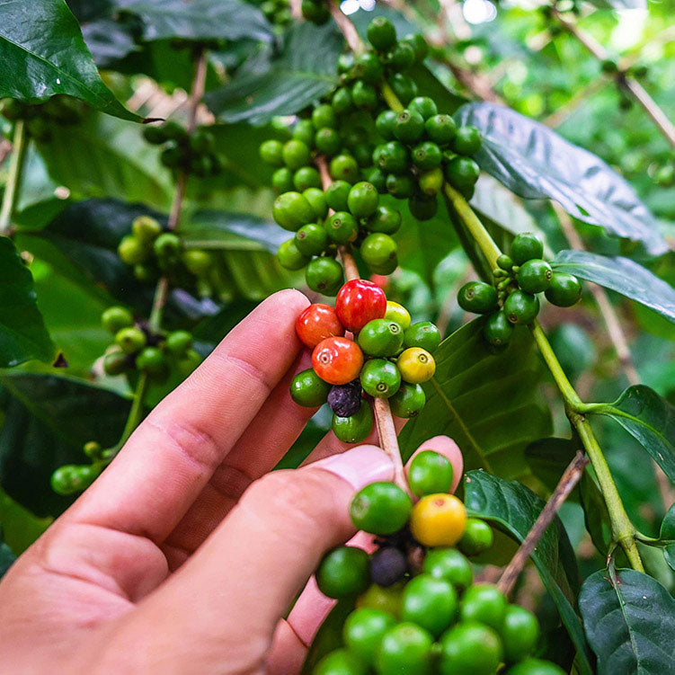 100+ Coffee seeds,Coffee fruit,coffee beans-3